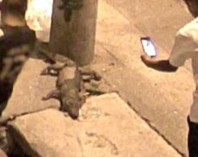 Localizan cadáver de cocodrilo frente a Plaza Mariachis en la capital