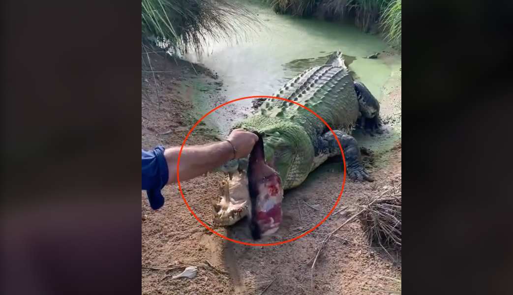 Video: trabajador de un zoológico en Australia arrebata la comida a un cocodrilo y le arranca un colmillo