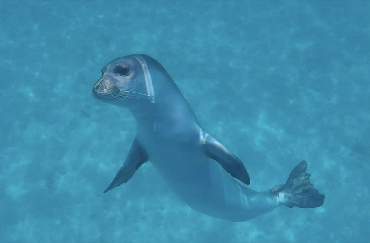 Kostis fue adoptado en 2018 y desde entonces era la mascota de esta isla ubicada en Grecia.(Foto Prensa Libre: MOm)