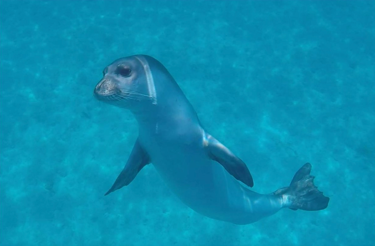 Matan de un arponazo a foca Kostis en Grecia y ofrecen recompensa por el culpable