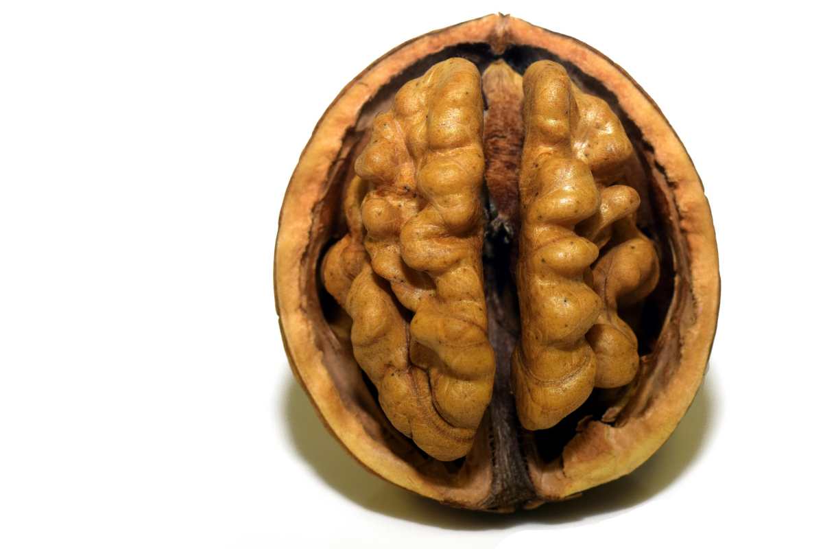 Alimentos para un cerebro joven, sin arrugas