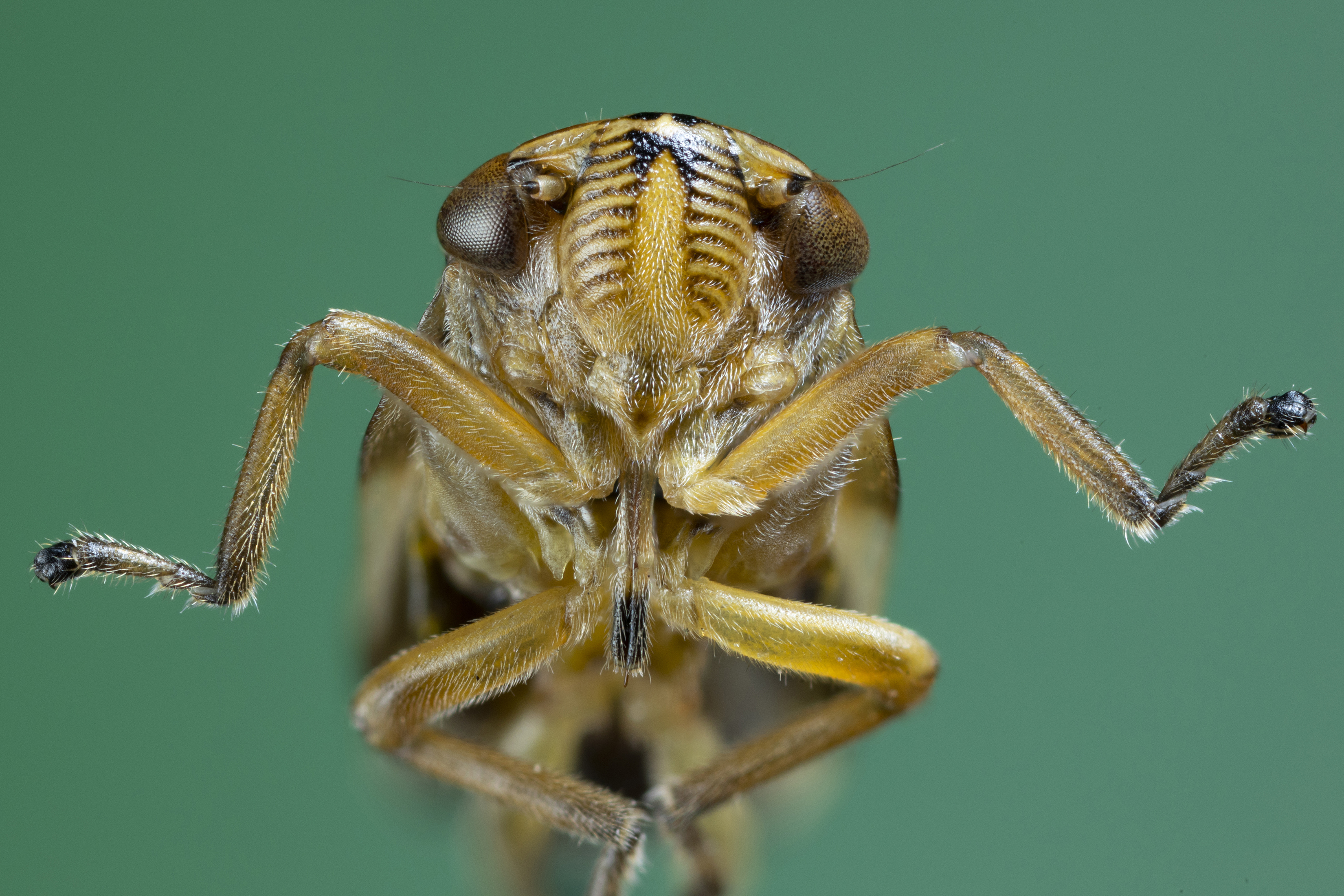 Un salivazo del prado. (Philip G. D. Matthews vía The New York Times).