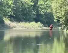 Captura de pantalla del video en el que supuestamente se ve a Pie Grande en el río Cass de Michigan, Estados Unidos. (Foto Prensa Libre: YouYube)