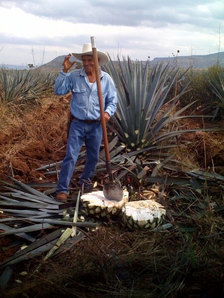 Plantación de ágave en Tequila, Guadalajara