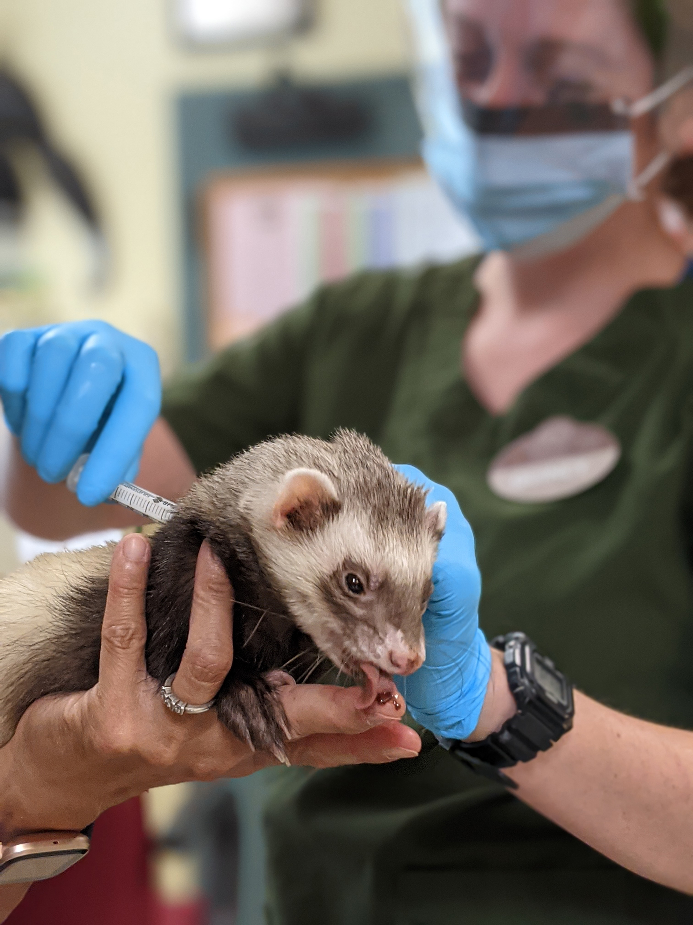 Una fotografía facilitada por Zoetis y el Zoológico de Oakland muestra a un miembro del personal del zoológico administrando a un hurón la vacuna experimental contra el COVID-19. (Foto Prensa Libre: Zoetis/Oakland Zoo vía The New York Times)