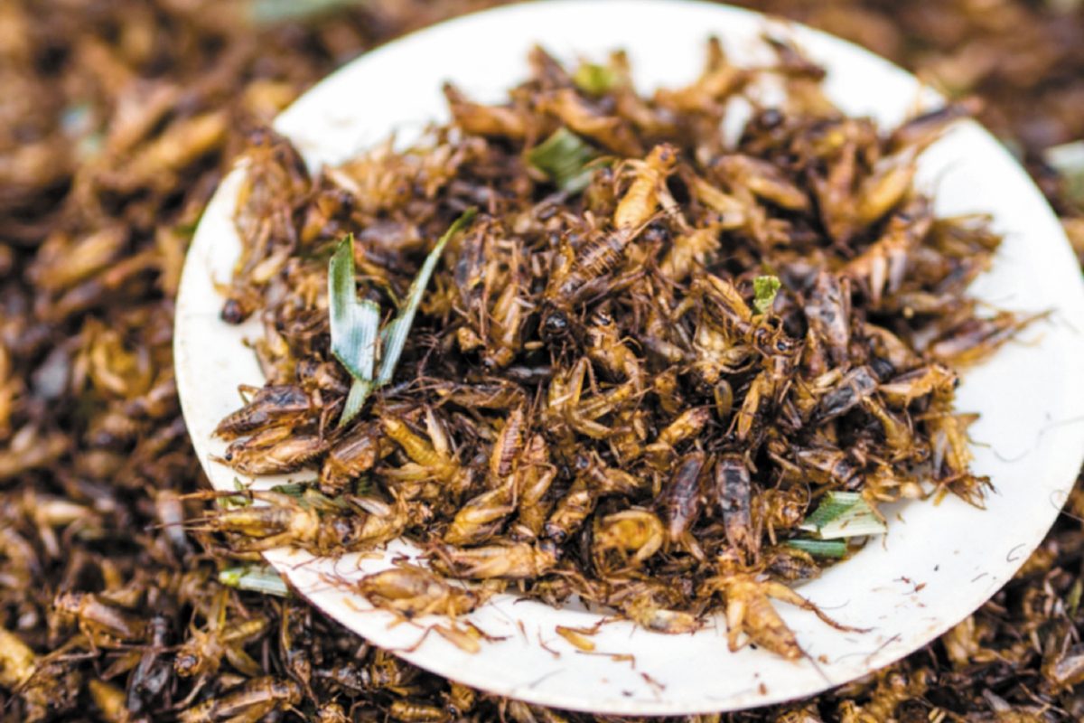Científicos investigan la fabricación de harinas con insectos comestibles