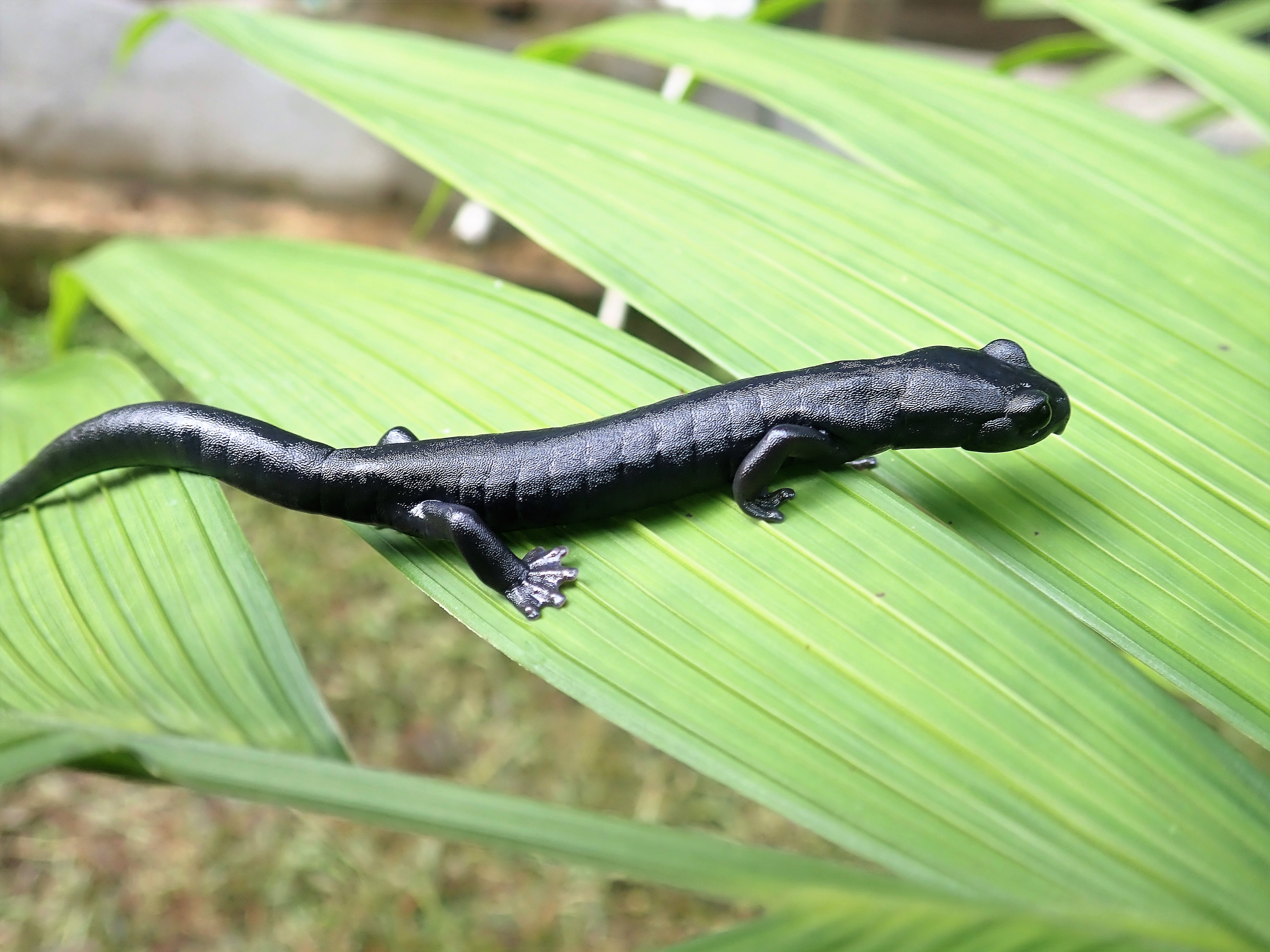 La nueva salamandra 
La salamandra “Bolitoglossa Qeqom” fue descubierta en San Cristóbal Verapaz, Alta Verapaz en el 2018.  Se dio a conocer en mayo de 2021.  La nueva especie es una salamandra  con coloración negro púrpura y es distinguida por poseer patas relativamente largas  y una cola  corta.  (Foto Prensa Libre: Daniel Ariano-Sánchez)
