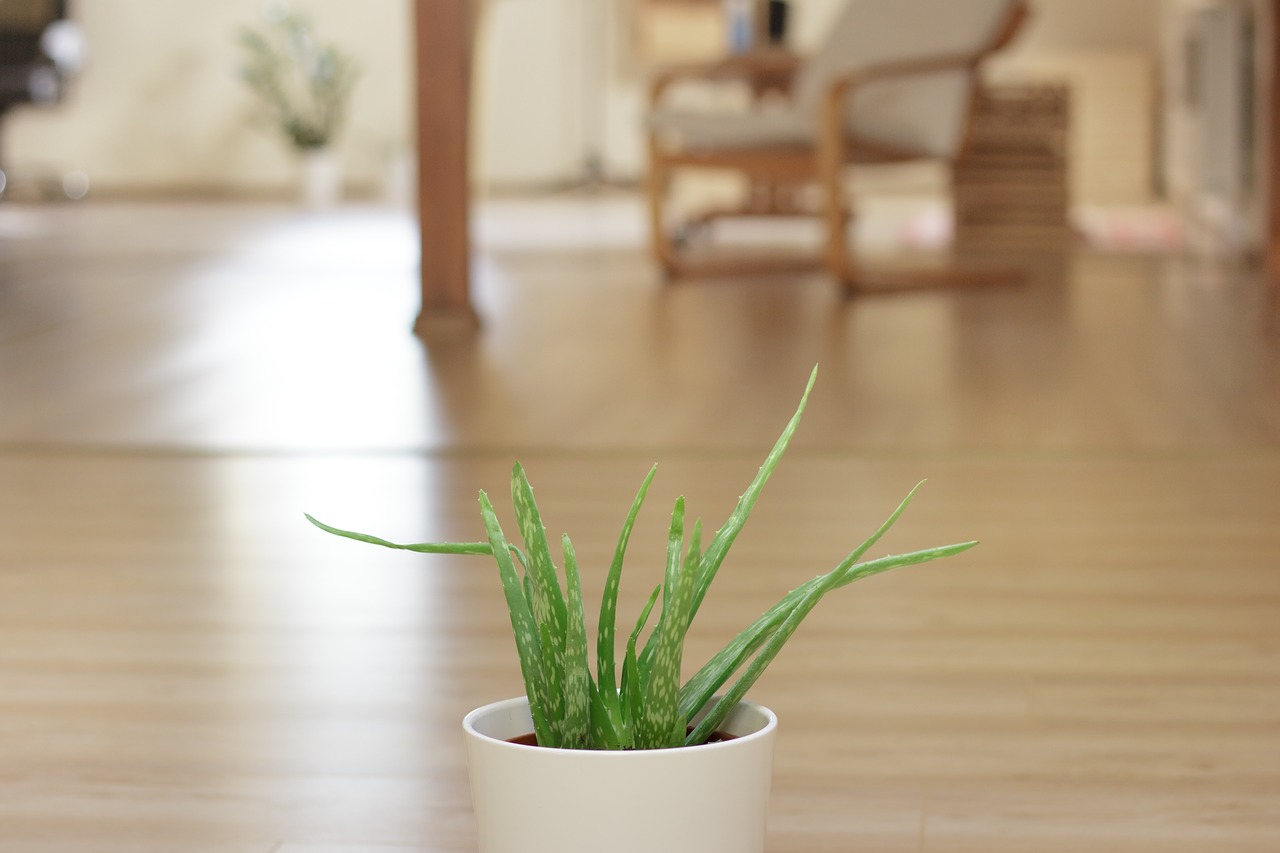 aloe vera plant
