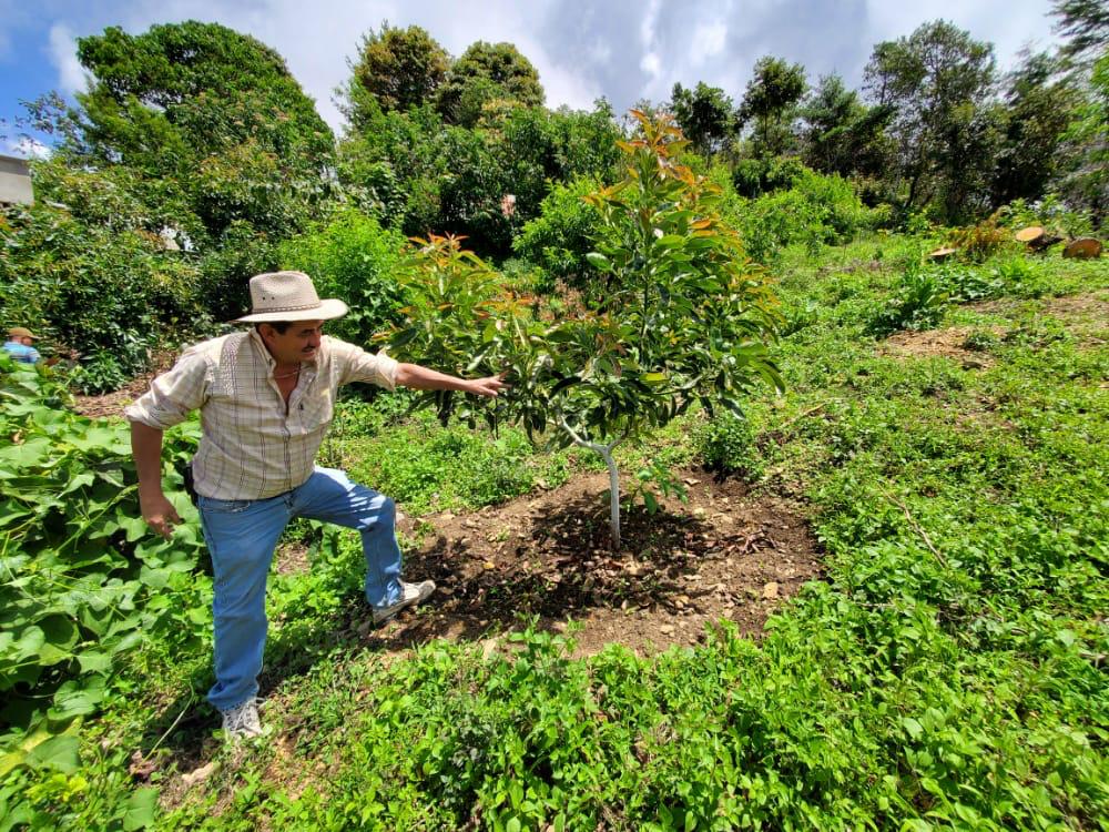 Guatemala tiene un potencial para cultivar aguacate y despachar el fruto fresco a otros mercados internacionales que están demandando. (Foto Prensa Libre: Cortesía Agropecuaria Popoyán) 