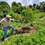 Guatemala tiene un potencial para cultivar aguacate y despachar el fruto fresco a otros mercados internacionales que están demandando. (Foto Prensa Libre: Cortesía Agropecuaria Popoyán) 
