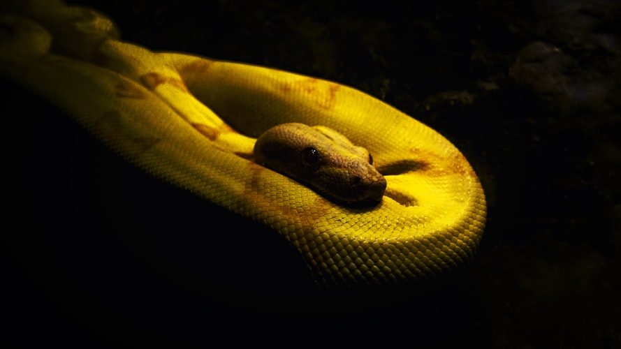 Personal experto en reptiles rescató la serpiente y la puso a salvo. (Foto Prensa Libre: Unsplash)