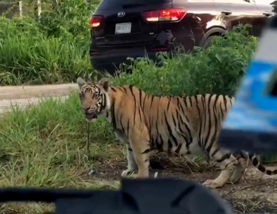 Tigre aterroriza a automovilistas. (Foto Prensa Libre: Twitter)