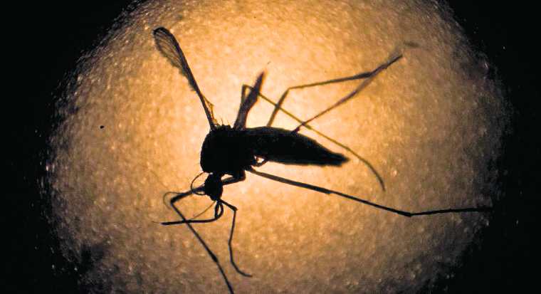El zancudo Aedes Aegypti es el transmisor del dengue, enfermedad que en el 2021 ha disminuido su fuerza en Guatemala. (Foto Prensa Libre: Hemeroteca PL)
