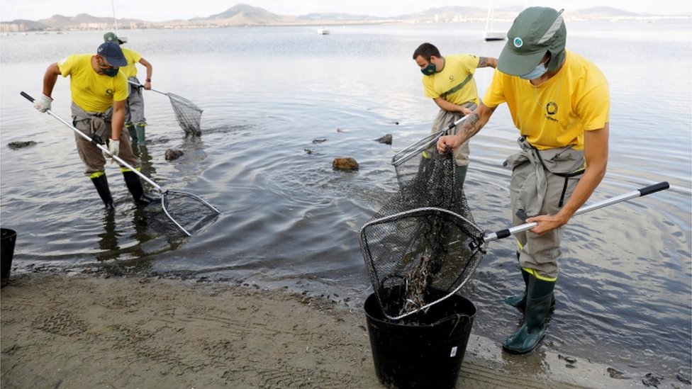 Trabajadores municipales recogiendo peces muertos en la playa del Mar Menor el pasado 21 de agosto. (REUTERS)
