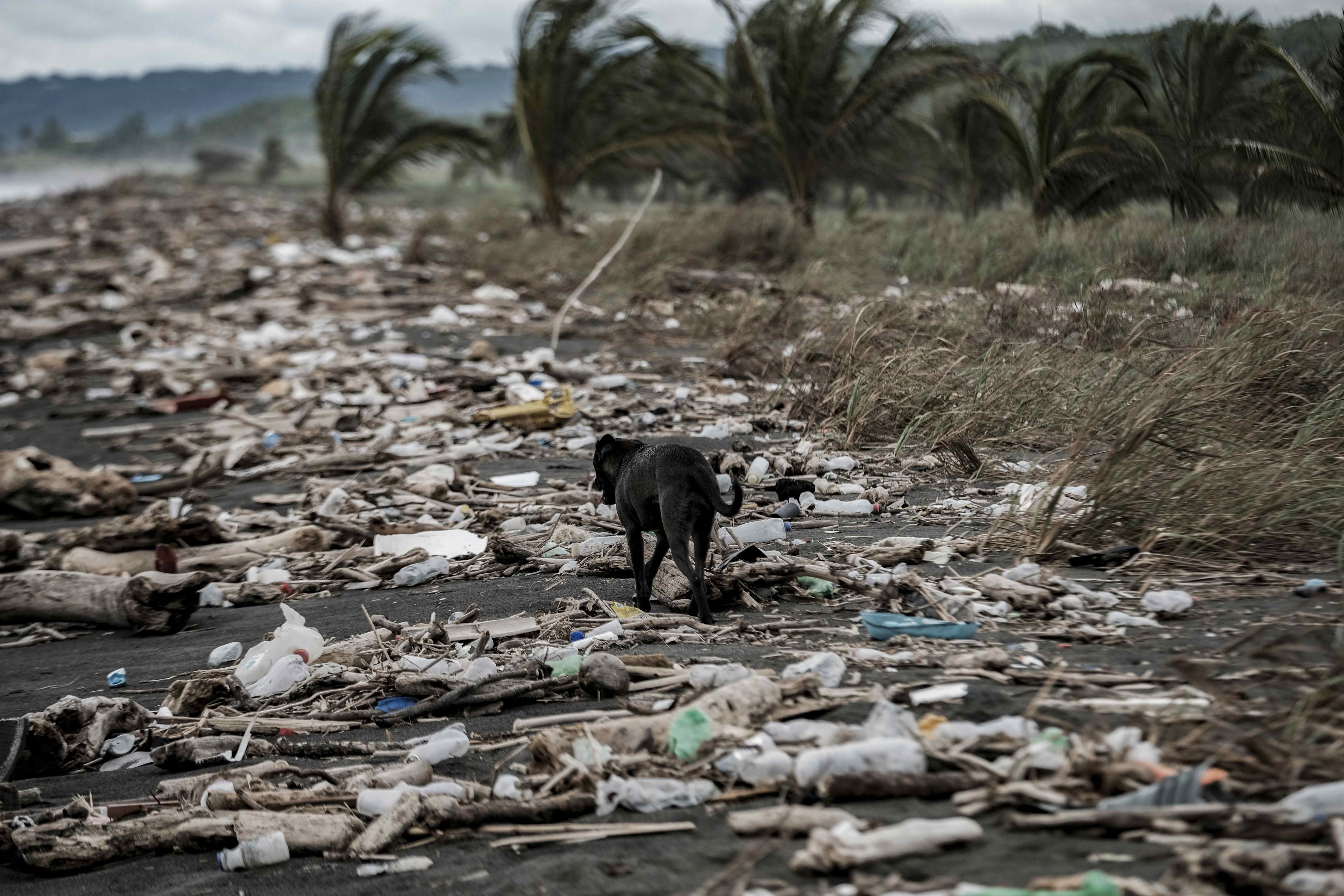 Un perro camina entre la basura que ahoga playa Guacalillo, el 16 de agosto de 2021, cerca de San José, Costa Rica.  EFE/ Jeffrey Arguedas