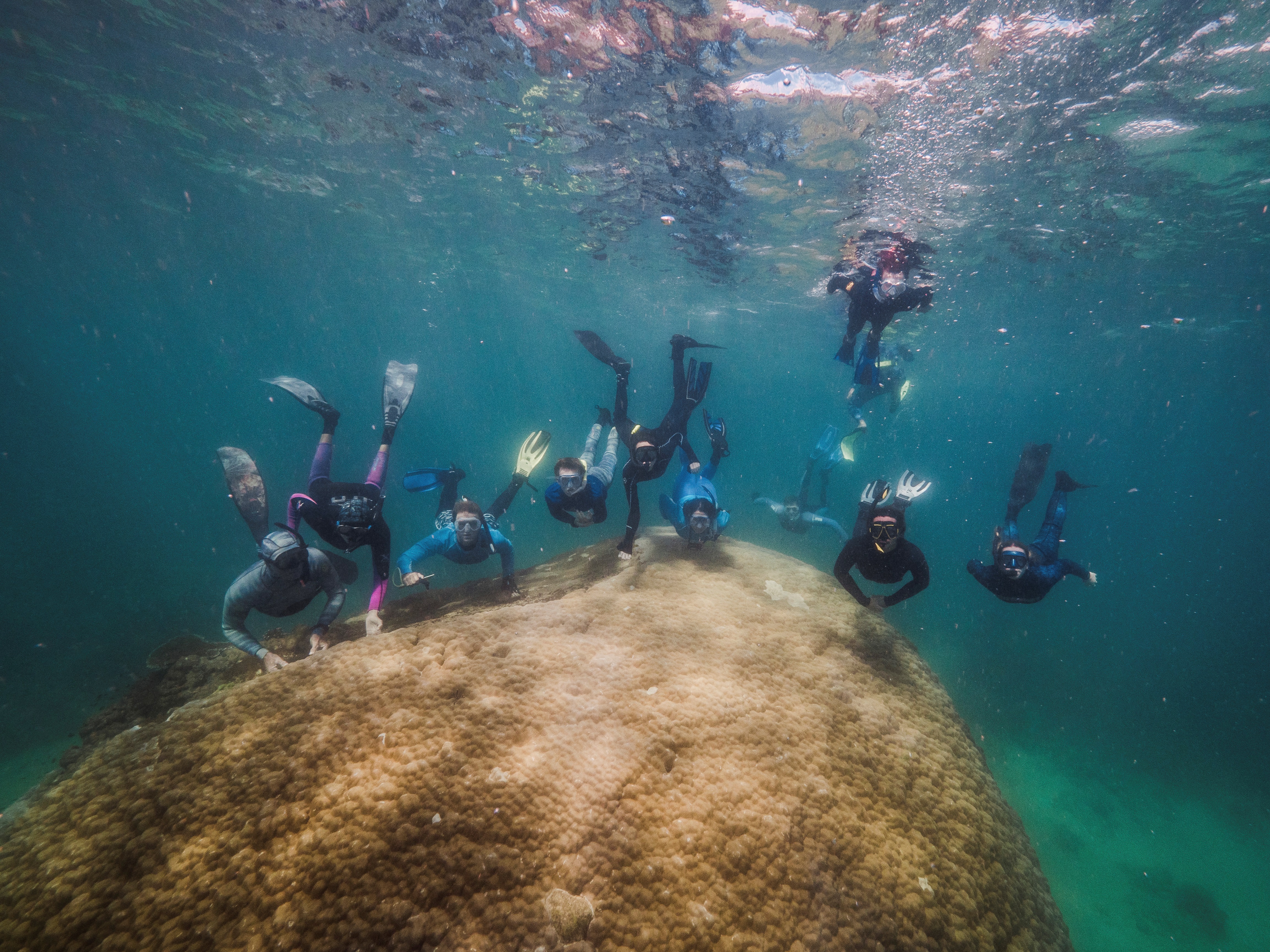 Submarinistas hallan un enorme coral de 400 años en Gran Barrera australiana
