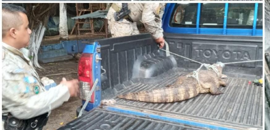 Animales en peligro de extinción son rescatados