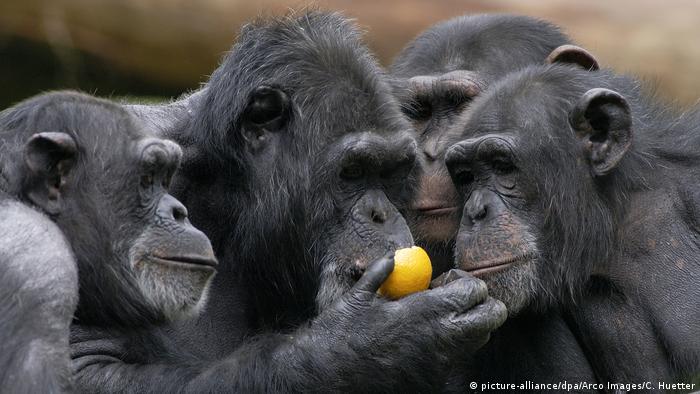 Un grupo de chimpancés. (picture-alliance/dpa/Arco Images/C. Huetter)
