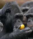 Un grupo de chimpancés. (picture-alliance/dpa/Arco Images/C. Huetter)