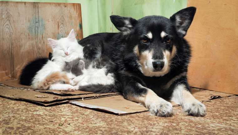 Cómo prevenir que perros y gatos se queden sin hogar
