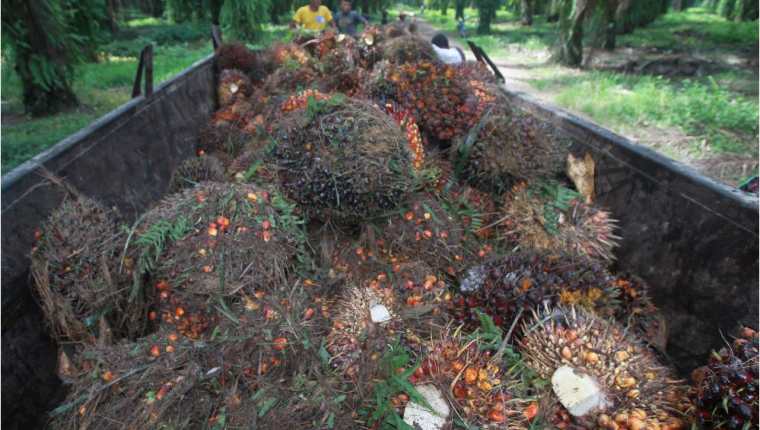 El aceite de palma fue el principal producto exportado en el primer semestre, por US$246.4 millones. (Foto Prensa Libre: Hemeroteca)