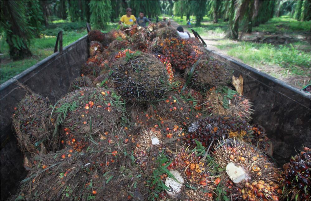 El aceite de palma fue el principal producto exportado en el primer semestre, por US$246.4 millones. (Foto Prensa Libre: Hemeroteca)