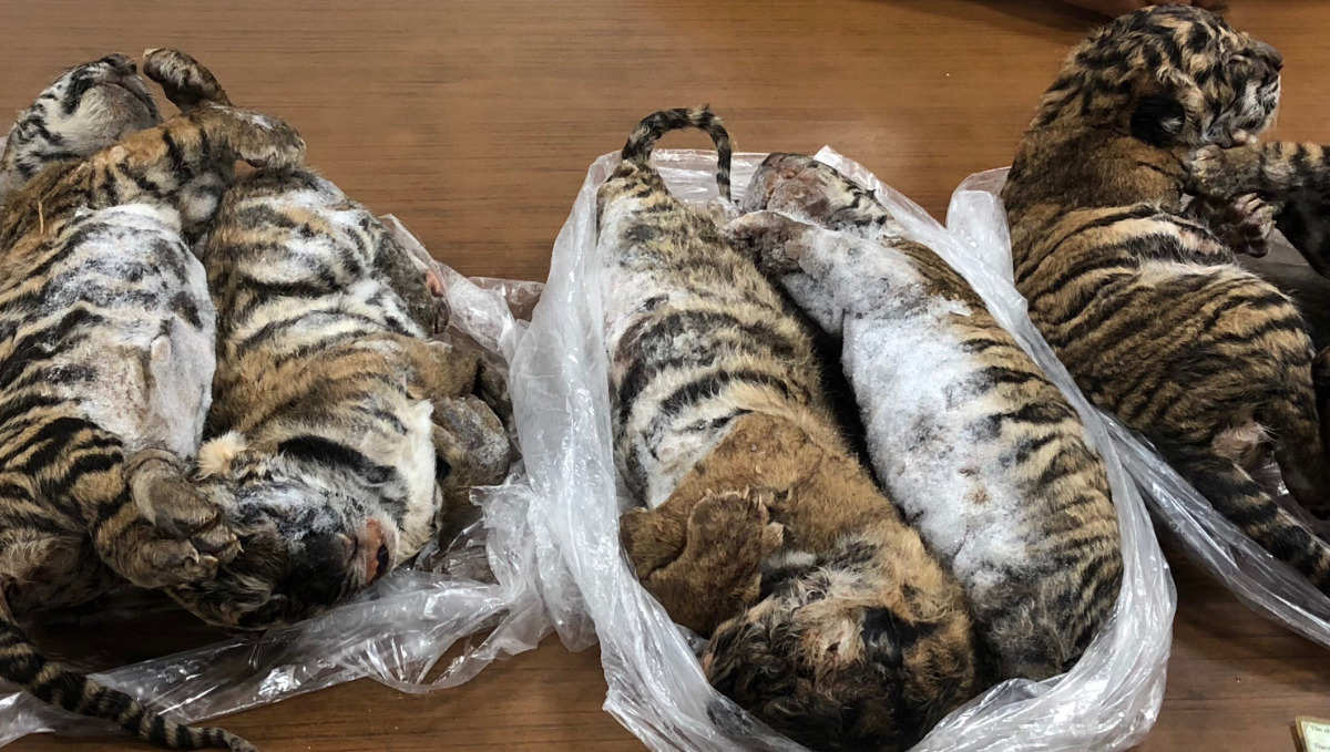 In this photo taken on July 23, 2019 seven tiger carcasses seized by police are pictured in Hanoi. - A haul of frozen tiger carcasses found in a Hanoi parking lot has led to arrest of a key wildlife trafficking suspect, Vietnamese state media said July 26, as the country tries to tackle a well-worn smuggling route from Laos. (Photo by Nam GIANG / AFP)