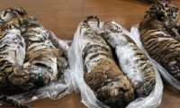 In this photo taken on July 23, 2019 seven tiger carcasses seized by police are pictured in Hanoi. - A haul of frozen tiger carcasses found in a Hanoi parking lot has led to arrest of a key wildlife trafficking suspect, Vietnamese state media said July 26, as the country tries to tackle a well-worn smuggling route from Laos. (Photo by Nam GIANG / AFP)
