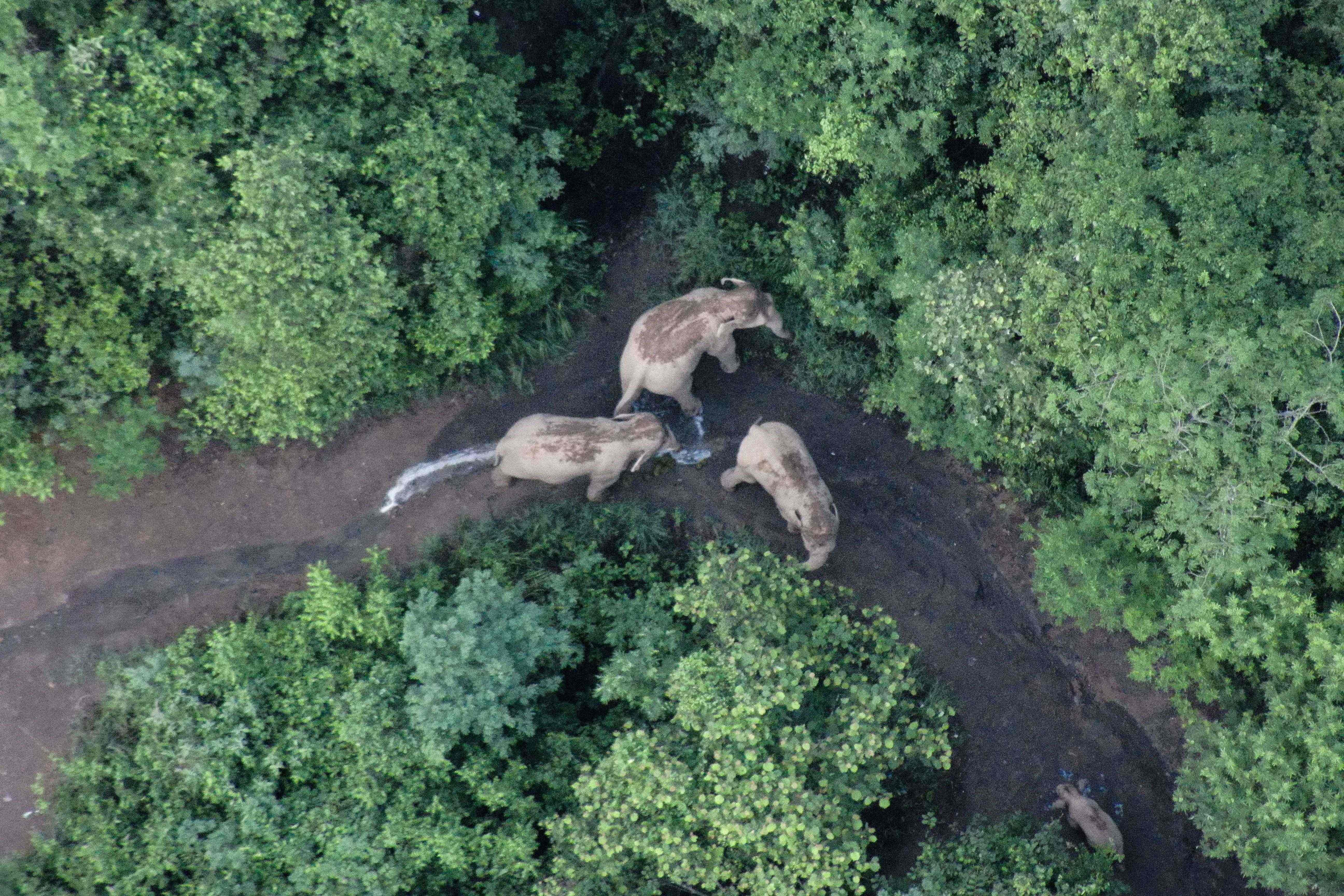 Foto aérea cedida por Yunnan Forest Brigade muestra la migración de los elefantes en China. (Foto Prensa Libre: AFP)