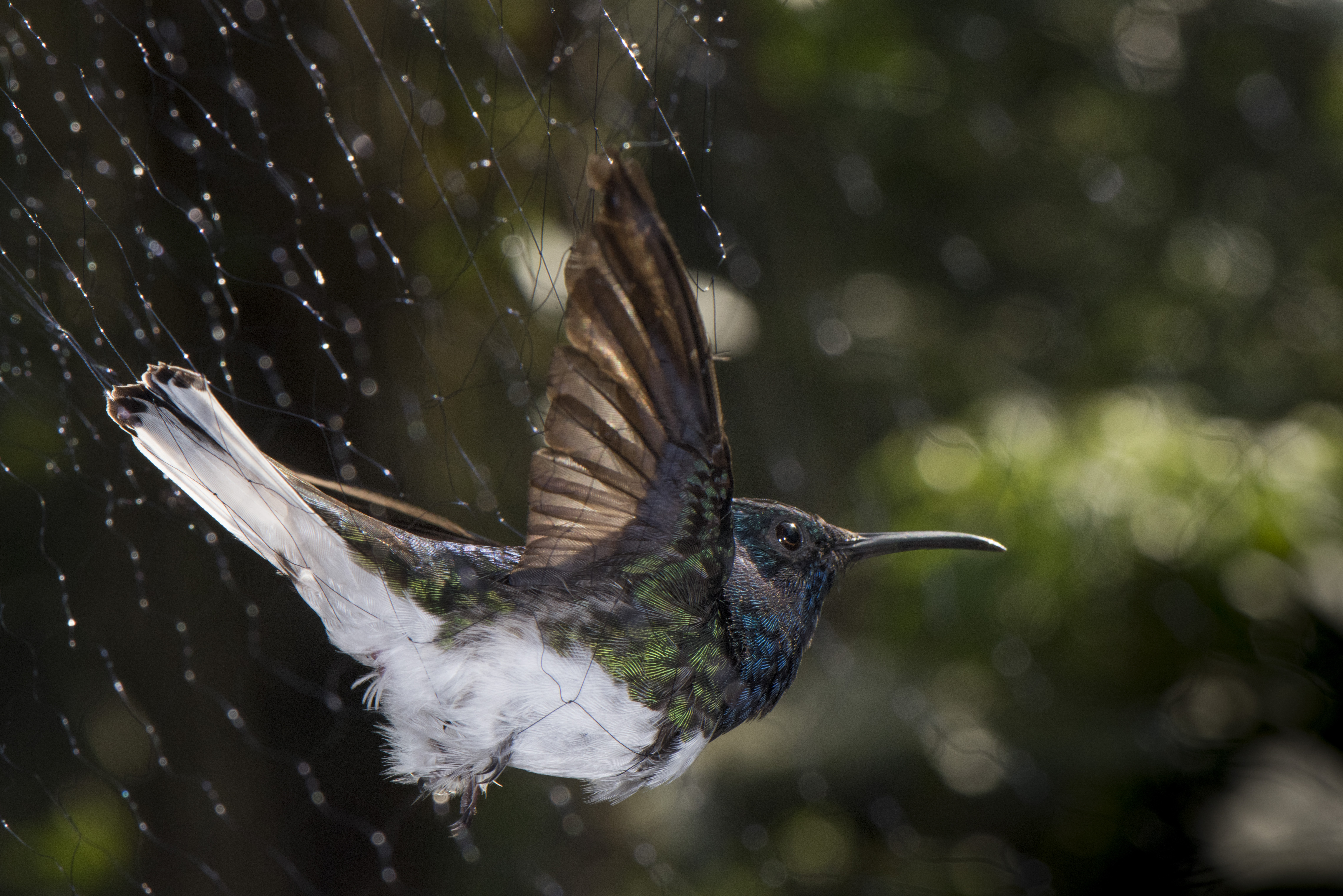 
Una hembra de colibrí jacobino de cuello blanco. (Irene Mendez Cruz vía The New York Times) 
