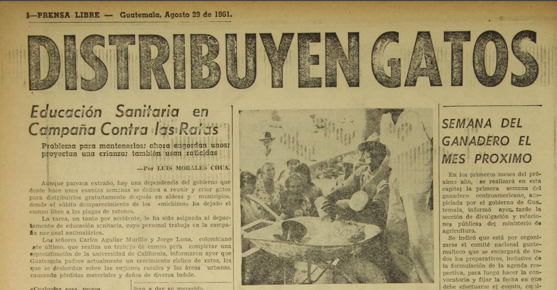 El Gobierno recaudó gatos para contrarrestar una plaga de ratas que incrementó en 1960. (Foto Prensa Libre: Hemeroteca PL).