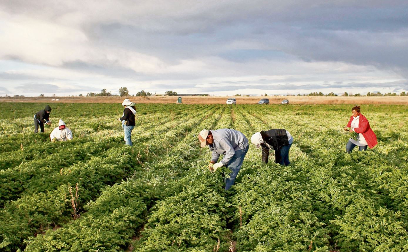 Trabajadores migrantes mexicanos de la cosecha de perejil orgánica en las granjas de Bolsa Familia el 11 de octubre de 2011 en Wellington, Colorado, (Foto Prensa Libre: Hemeroteca PL)