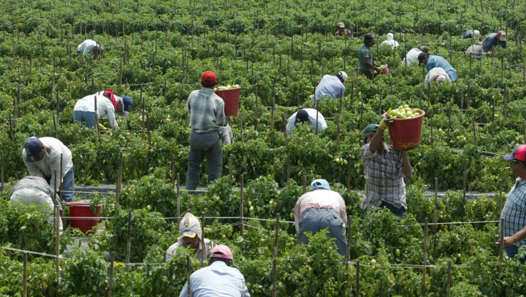 Miles de trabajadores centroamericanos trabajan en los campos en Canadá y México. (Foto: Hemeroteca PL)