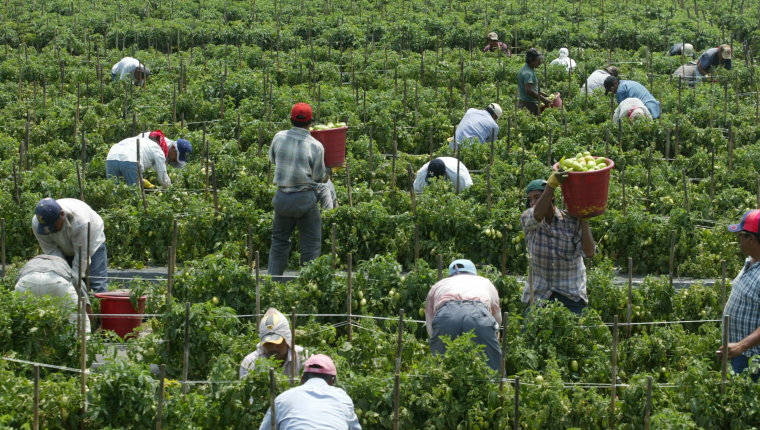 Miles de trabajadores centroamericanos trabajan en los campos en Canadá y México. (Foto: Hemeroteca PL)
