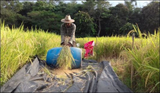 Productores de arroz consideran que tienen mayor certeza laboral al restituirse la compra de cosecha nacional de arroz con cáscara. (Foto Prensa Libre: Icta) 