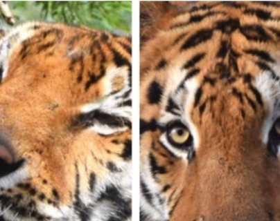 Dos tigres de Sumatra infectados con covid-19 en un zoológico y autoridades investigan cómo ocurrió