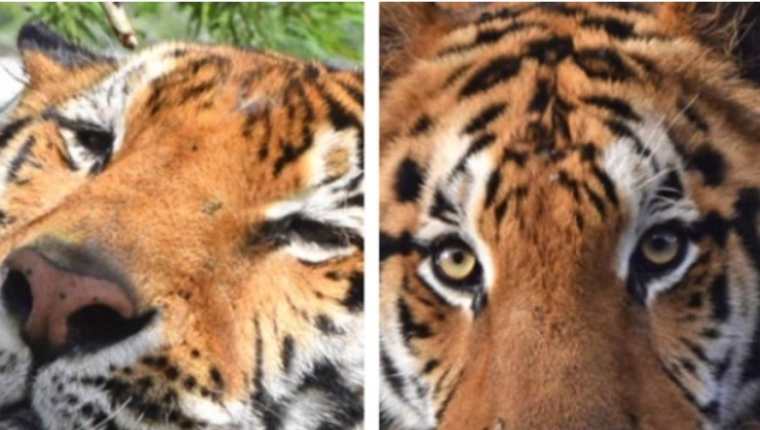 Dos tigres de Sumatra se infectaron con el covid-19. Imagen ilustrativa. (Foto Prensa Libre: Hemeroteca PL)  