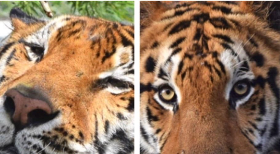 Dos tigres de Sumatra infectados con covid-19 en un zoológico y autoridades investigan cómo ocurrió
