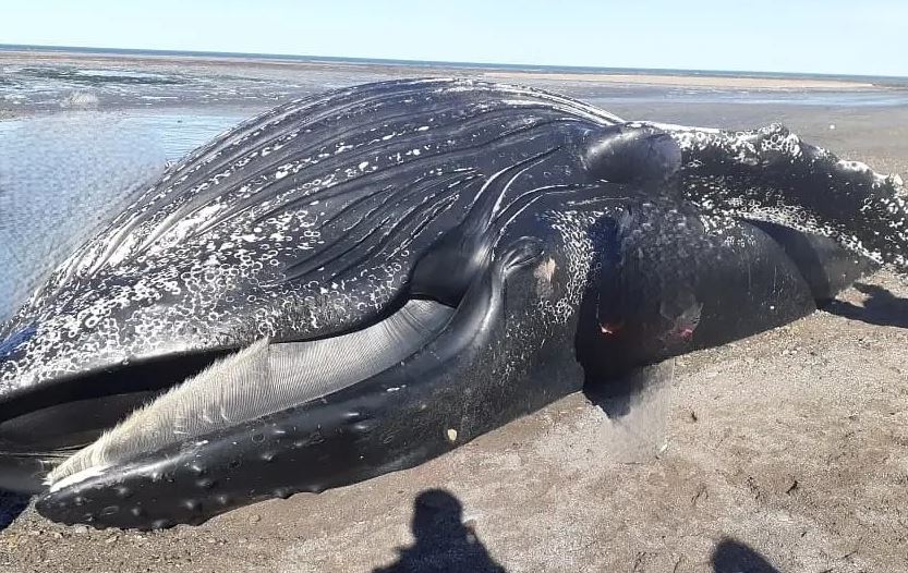 Una ballena jorobada quedó varada en las costas de Argentina. (Foto Prensa Libre: Twitter)
