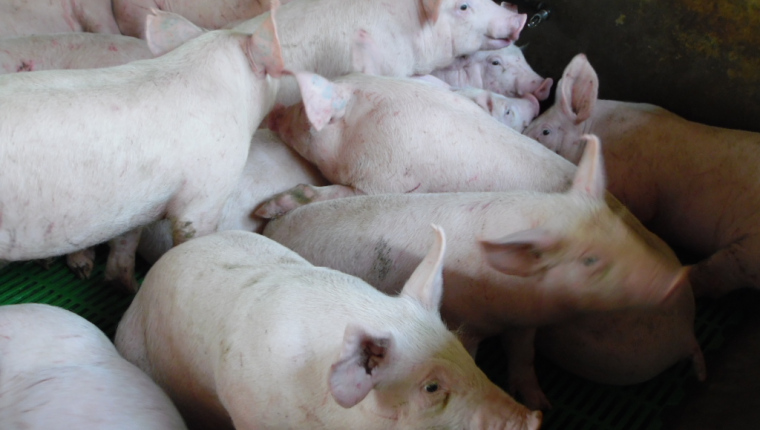 La alerta de los países de la región, incluyendo Guatemala, es para evitar la propagación de la peste porcina africana detectada en República Dominicana. (Foto, Prensa Libre: Hemeroteca PL). 
