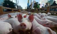 Centroamérica mantiene alerta regional por el aparecimiento de un brote de fiebre porcina africana. (Foto Prensa Libre: Hemeroteca) 