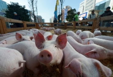 Hay emergencia por brote de fiebre porcina, ¿es peligroso para Guatemala?