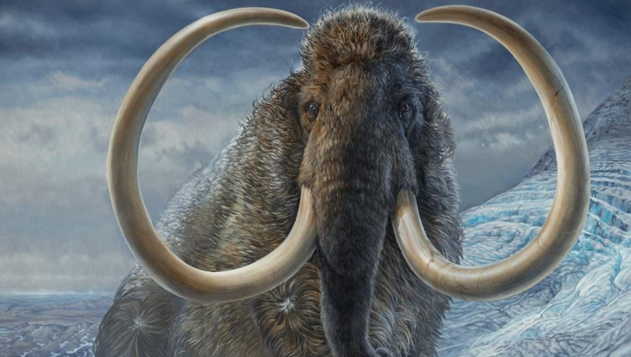 Ilustración de un mamut lanudo macho en el Ártico de Alaska, hace 17 mil 100 años. La imagen está realizada a partir de una pintura original de tamaño natural del paleoartista James Havens, que se encuentra en el Museo del Norte de la Universidad de Alaska. (Foto Prensa Libre: EFE)