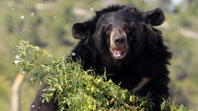 Diputado pensó haberle disparado a un oso, pero en realidad mató a un hombre. (Foto referencial: AFP)