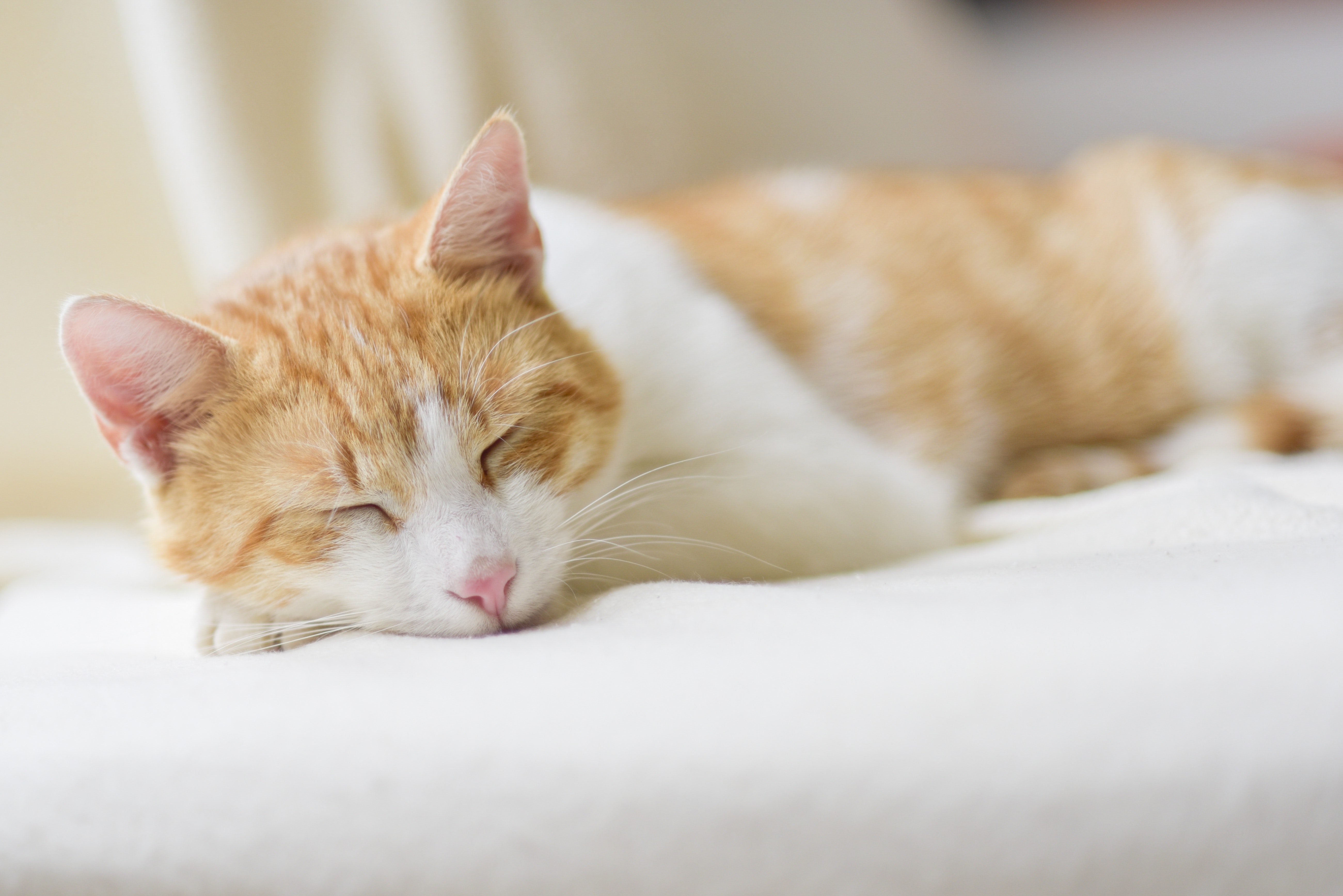 Los gatos aparecieron en la Tierra antes que la mayoría de los actuales animales domésticos, sin embargo, han sido uno de los últimos en ser domesticados. (Foto: Pixabay)