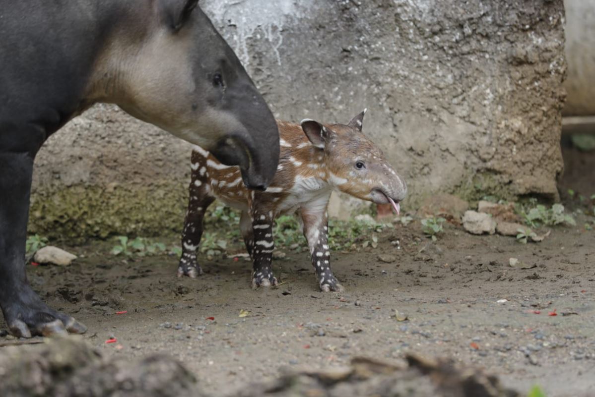 María y Andrés son los padres de la cría de tapir que nació bajo cautiverio en el Zoológico La Aurora. (Foto Prensa Libre: Esbin García)