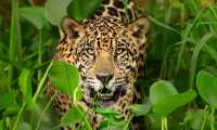 El tráfico de partes de jaguar no es solo un problema de conservación, sino de crimen organizado, afirmó Andrea Crosta.