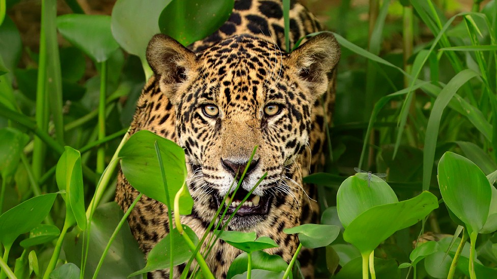 Cómo los traficantes chinos amenazan la supervivencia de jaguar, el mayor felino de América