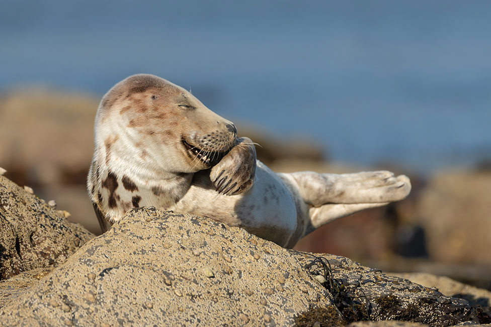 Una foca gris, bautizada como Mister Giggles (Señor Risueño), capturada por Martina Novotna en Ravenscar, Reino Unido. MARTINA NOVOTNA