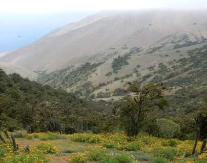 Qué son los “oasis de niebla” de los desiertos de Chile y Perú y cómo es su riqueza de plantas únicas en el mundo